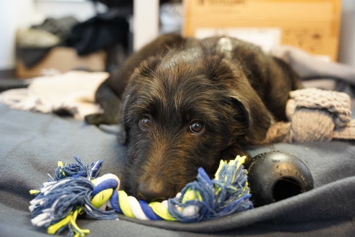 En sort hund med mellemlang pels ligger lavt på et mørkeblåt tæppe. Den kigger op med et ængsteligt blik og holder kroppen tæt mod gulvet. Foran sig har den et stykke legetøj og en sort bold. Baggrunden viser et dæmpet rum med papkasser og tekstiler.