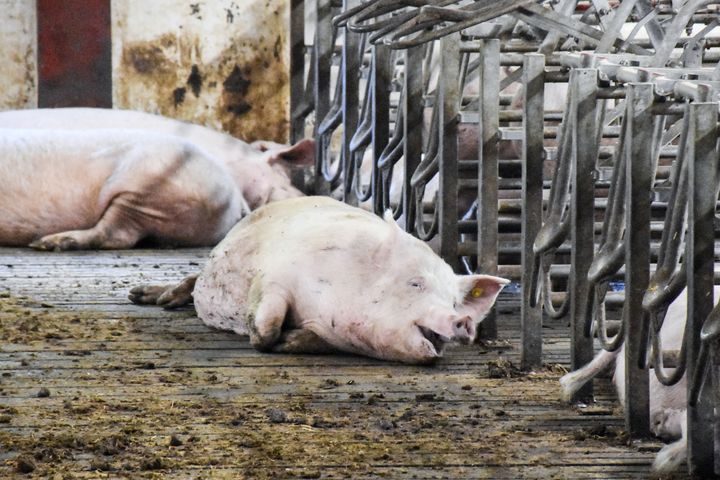 Dyrevelfærdsloven bliver på en lang række områder ikke overholdt i den industrielle svineproduktion.