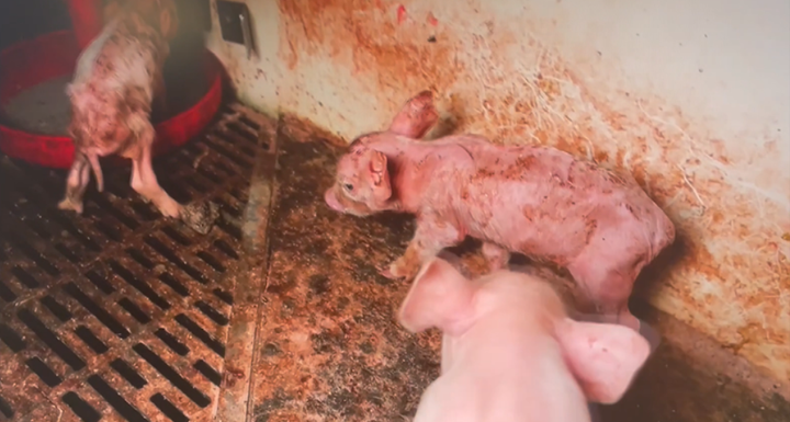 Billeder fra formanden for Danske Svineproducenters stald.