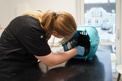 Beredskabet håndterer hvert år tusindvis af sager med både vilde dyr, dyr i landbruget og familiedyr – herunder katte.