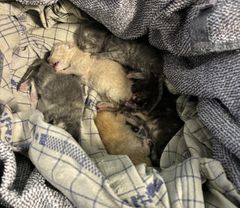 Ingen af de fem killinger klarede desværre at blive dumpet. Selvom man efterlader dyr på trappetrinnet til Dyrenes Beskyttelses internater, er det stadig ikke en okay løsning. Dumping udgør altid en dødelig risiko for dyrene.