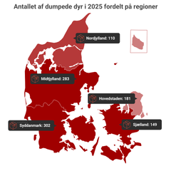 Embedkode: <div class="infogram-embed" data-id="ff1ab722-648e-4c98-9795-6c44a008f3ca" data-type="interactive" data-title="Dumpede dyr i 2025 fordelt på regioner"></div><script>!function(e,n,i,s){var d="InfogramEmbeds";var o=e.getElementsByTagName(n)[0];if(window[d]&&window[d].initialized)window[d].process&&window[d].process();else if(!e.getElementById(i)){var r=e.createElement(n);r.async=1,r.id=i,r.src=s,o.parentNode.insertBefore(r,o)}}(document,"script","infogram-async","https://e.infogram.com/js/dist/embed-loader-min.js");</script>