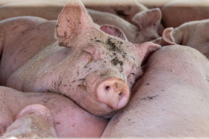 67 grise døde i 2020 af iltmangel og overophedning under en grisetransport. Chaufføren og transportvirksomheden blev frikendt, hvilket vækker stor kritik hos Dyrenes Beskyttelse.