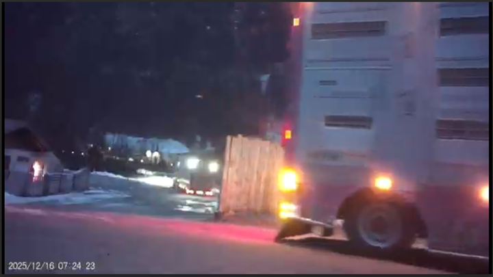 Grisene bliver læsset direkte over på en ny lastbil, selvom eksportørerne havde angivet stedet som destination for grisene.