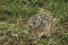 En harekilling, der ligger alene i græsset, er ikke forladt – den gør præcis det, den skal.