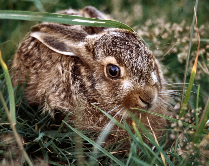 Harekillinger er selvstændige fra fødslen og har ikke brug for din hjælp.