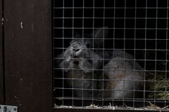 En grå kanin sidder og kigger ud bag tremmerne i sit bur.