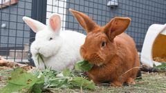 To kaniner sidder sammen spiser græs.