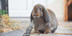 En grå kanin med hængende ører sidder på gulvet og ser lidt betuttet ud.