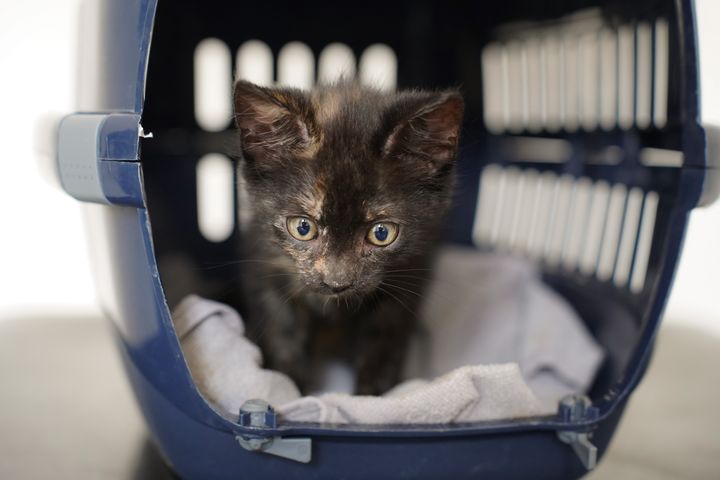 En lille killing sidder inde i en mørkeblå transportkasse. Killingen er sort med enkelte brune aftegninger i pelsen og har store, åbne øjne. Den står på et blødt, lyst håndklæde og kigger frem gennem åbningen i kassen.