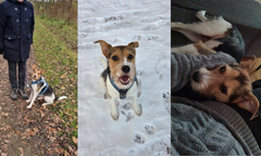 En lille, korthåret hund med hvid, brun og sort pels ses i tre situationer. På det første billede sidder hunden i snor på en skovsti ved siden af en person i mørkt overtøj. På det andet billede sidder hunden i sne og kigger direkte mod kameraet med åbent gab. På det tredje billede ligger hunden på ryggen indendørs, med hovedet vendt mod kameraet.