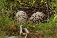 To strandskadeæg i en rede med græs og jord omkring sig.