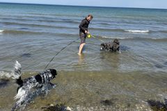 Hundejer med to hunde i snor i vandkanten en sommerdag