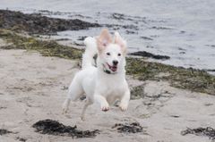Løs hund i spring på stranden