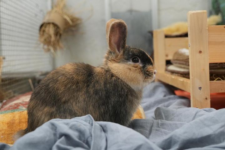 Kanin sidder afslappet med siden til og kigger roligt frem for sig.