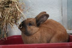 Der blev ekstra travlt på Dyrenes Beskyttelses internat i Roskilde, da kaninen Vilda og hendes to søskende blev fundet efterladt i vinterkulden i Albertslund. Selv om internatet er fyldt til bristepunktet i deres kaninafdeling, måtte internatets medarbejdere finde plads til de tre dumpede kaniner.