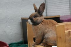 Kaninen Vitus var den tredje kanin i flokken, der blev dumpet i Albertslund i midten af februar. I dag har han det godt på Dyrenes Beskyttelses internat i Roskilde, hvor han er blevet kastreret, chippet, øremærket og vaccineret, så han er klar til snart at finde et nyt hjem.