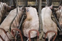 Sammenlagt svarer 85 procent af danskerne i ny meningsmåling, at konventionelle grise bør have mere plads og rodemateriale.