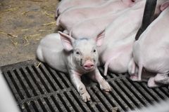 Sammenlagt svarer 63 procent af danskerne i ny meningsmåling, at der skal indføres stop for halekupering af grise. Kun 18 procent svarer det modsatte, mens 19 procent svarer ved ikke.