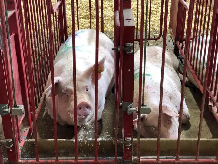 Bogen Flæsk er endnu et bevis i rækken over, hvor stort et politisk svigt grisene er udsat for.