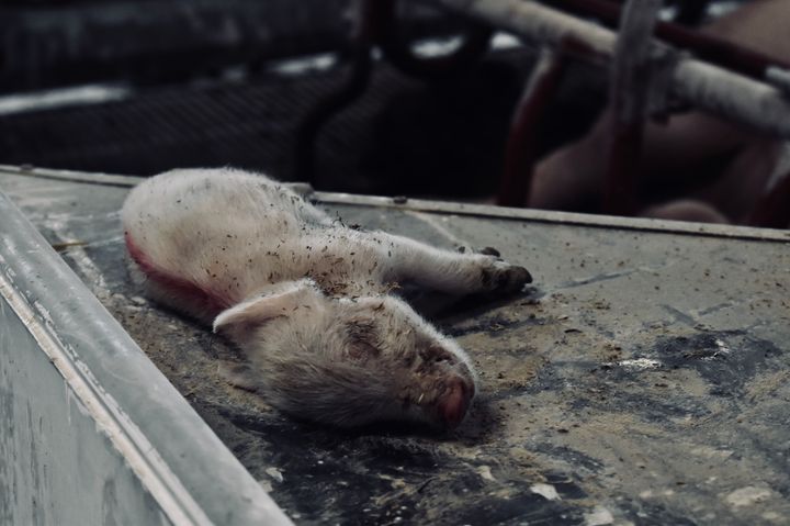 På søndag samles demonstranter på Rådhuspladsen i København for at sende et klart signal til politikerne om, at tiden er inde til en omstilling af dansk svineproduktion.