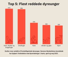 Embedkode: <div class="infogram-embed" data-id="5ad30c2a-2e0f-4aff-8912-b6806caec433" data-type="interactive" data-title="Top fem dyrearter i antal dyreredninger foråret 2025"></div><script>!function(e,n,i,s){var d="InfogramEmbeds";var o=e.getElementsByTagName(n)[0];if(window[d]&&window[d].initialized)window[d].process&&window[d].process();else if(!e.getElementById(i)){var r=e.createElement(n);r.async=1,r.id=i,r.src=s,o.parentNode.insertBefore(r,o)}}(document,"script","infogram-async","https://e.infogram.com/js/dist/embed-loader-min.js");</script>