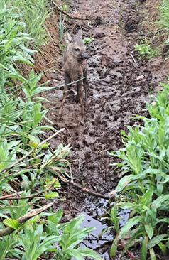 Her ses rålammet i grøften, der kalder på sin mor. Billede er taget af henvender til Dyrenes Beskyttelses Vagtcentral 1812.