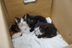 Sidste år modtog Dyrenes Beskyttelses internat i Roskilde 541 killinger i alderen 0-16 uger. Mange af dem var blevet dumpet og overladt til en uvis skæbne.