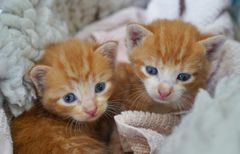 Internaterne bliver hurtigt fyldt – især i sommermånederne, hvor mange kattemødre og killinger har brug for tryghed og omsorg. Derfor er frivillige plejefamilier afgørende for at give dyrene den ro og pleje, de har brug for. Foto: Cathrine Cocks / Dyrenes Beskyttelse