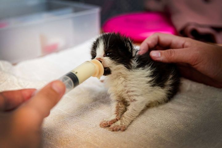 Snart begynder de første uønskede killinger at komme ind på Dyrenes Beskyttelses internater, og i Roskilde er internatleder Nadja Richardt Frandsen bekymret over en akut mangel på plejefamilier. Uden hjælp fra de frivillige bliver det nemlig en uoverskuelig opgave at hjælpe de mange hjælpeløse killinger.