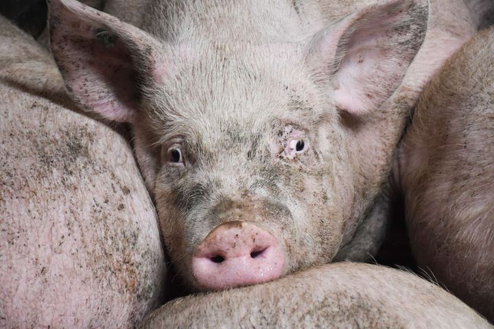 På baggrund af Statsrevisorernes skarpe kritik kræver Dyrenes Beskyttelse nu, at en ny regering én gang for alle rydder op i årtiers politiske svigt.