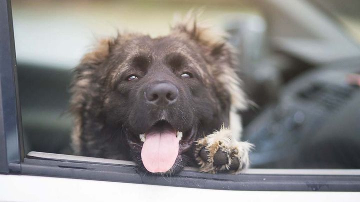 Mange hundeejere forsøger at gøre det rigtige ved at parkere bilen i skyggen. Men det er langt fra en sikker løsning, da temperaturen i skyggen stadig kan stige til livsfarlige niveauer for en hund. Allerede ved 20 graders udetemperatur risikerer en hund at få hedeslag og i værste fald døden.
