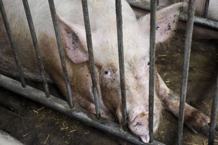 Dyrenes Beskyttelse kræver et opgør med den politiske særbehandling af den industrielle svineproduktion og med et system, hvor industrien i årtier har fået lov til at sætte rammerne for sig selv.