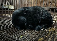 På de nu tidligere galdefarme har bjørnene i årevis levet i små tremmebure uden mulighed for at mærke græs og jord under poterne. Foto: Koen Cuyten / Bears in Mind