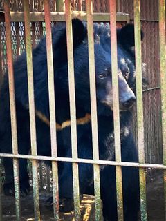 Snart vil denne asiatiske sortbjørn kunne opleves, når den sættes ud i sit langt friere liv i Knuthenborg Safaripark. Den blev reddet fra en sydkoreansk bjørnefarm i efteråret sidste år og er nu i karantæne på en redningsstation, indtil den skal ud på en rejse mod Danmark sammen med fem artsfæller. Foto: Anne Sofie Meilvang / Dyrenes Beskyttelse