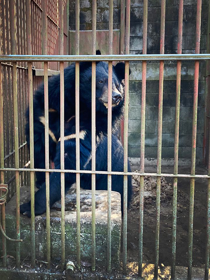 Denne asiatiske sortbjørn er en af de seks, der kommer til Knuthenborg Safaripark i juni. Den blev reddet fra en sydkoreansk bjørnefarm i foråret 2026 og befinder sig nu på en redningsstation indtil afrejse. Foto: Anne Sofie Meilvang / Dyrenes Beskyttelse