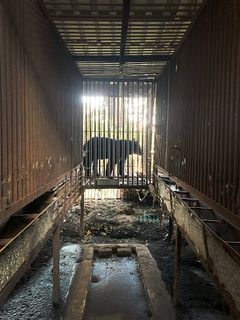 Mangel på muligheder for at udleve deres naturlige adfærd har fået mange galdebjørne til at udvikle stereotyp adfærd, som at vandre hvileløst frem og tilbage. Foto: Koen Cuyten / Bears in Mind