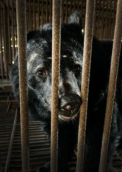 Selv efter mange år i fangenskab, hvor bjørnene er blevet holdt under trange forhold, formår de at få et godt liv efterfølgende. Det har arbejdet med rehabiliterede bjørne vist igen og igen. Foto: Koen Cuyten / Bears in Mind