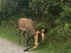 Kronhjorten her havde fået net og stof viklet ind i geviret. Affald kan sætte sig fast på dyr og gøre det svært for dem at bevæge sig frit i naturen.