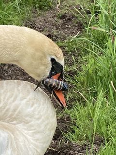 Svanen her blev fundet med både fiskekrog og snøre fast omkring hovedet.