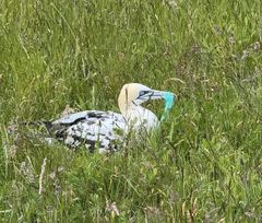 Sulen her blev fundet med plast i næbbet. Fugle tiltrækkes ofte af affald i naturen, men plast og emballage kan forhindre dem i at indtage føde og føre til alvorlige skader.