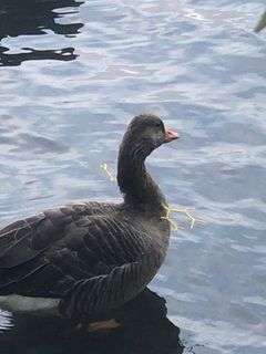 Gåsen her blev fundet med plastikemballage omkring halsen. Når plast eller snor sætter sig fast på et dyr, kan materialet stramme til og forårsage alvorlige skader.