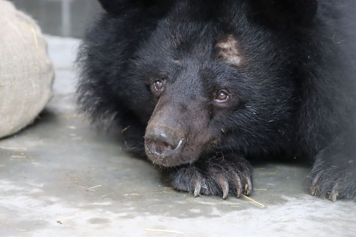 Efter en lang og vellykket rejse seks tidligere galdebjørne netop ankommet fra Sydkorea til Knuthenborg Safaripark. Alle seks bjørne har det godt og er så småt ved at finde sig til rette i deres nye stald.