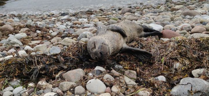 Mange henvender sig til Dyrenes Beskyttelses Vagtcentral, da de er bekymrede for, om sæler er i nød. Det er dog langt fra altid tilfældet. Eksempelvis denne sælunge, der hviler sig på en strand i Kalundborg.