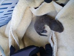 En lille odderunge ligger pakket ind i et tæppe. Den blev holdt varm, inden den blev sat tilbage samme sted.
