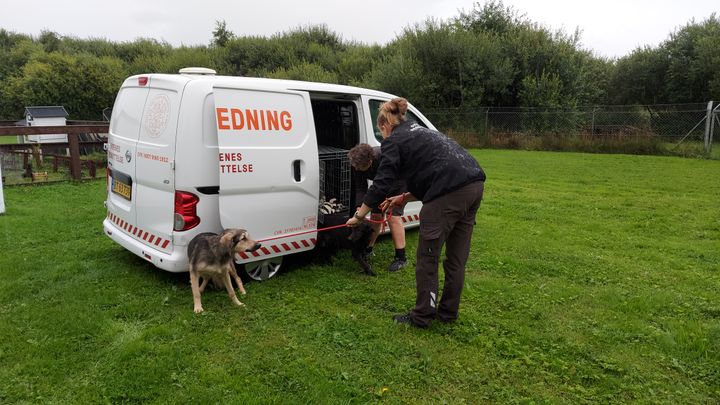 Frivillige dyrereddere forsøger at få en såret hund ind i ambulancen.