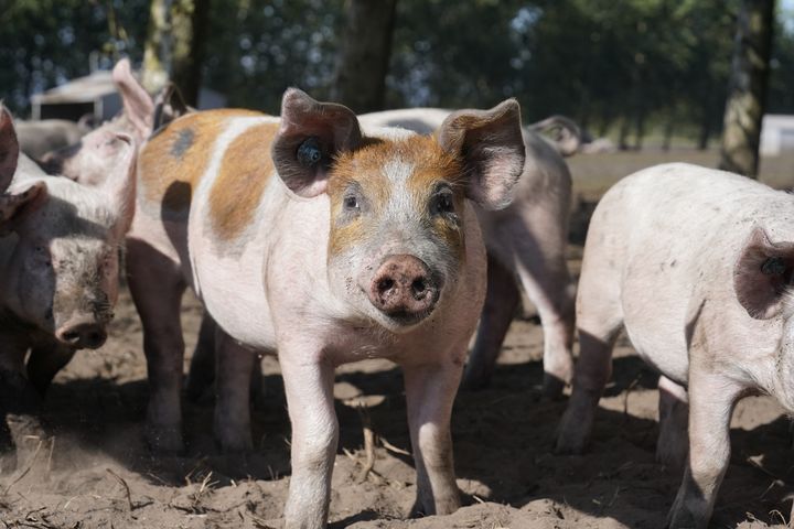 Dyrenes Beskyttelse kalder anbefalingerne fra borgerpanelet et markant opgør med den måde, Danmark producerer grise på.