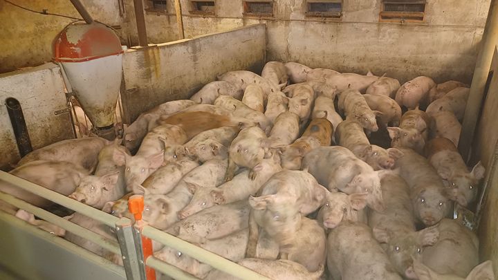 Fødevarestyrelsen gav en anmærkning her. Ikke for antallet af grise, men fordi der manglede en trælægte i den sorte beholder til venstre i billedet. Det skulle udgøre rode- og beskæftigelsesmateriale for grisene. Foto: Fødevarestyrelsen
