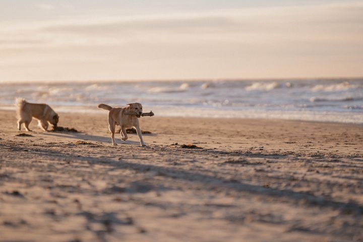 To hunde leger på en strand.