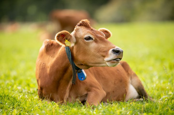 Med fodertilsætningsstoffet Bovaer forsøger man grundlæggende at reducere udledningen fra den enkelte ko uden at ændre produktionssystemet omkring den. Den fremgangsmåde skal vendes rundt, så man i stedet ændrer produktionssystemet rundt om koen. Det vil gøre landbrugets samlede belastning af klima, natur og dyr mindre.